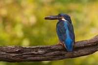 ijsvogel op stam met visje