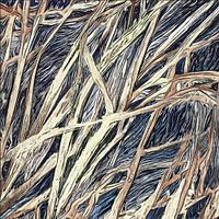 Verwittertes, geknicktes Schilf in stürmischem Wasser