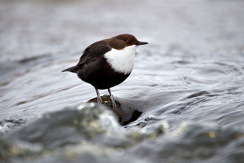 Dipper par Ronald Wilfred Jansen