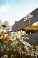 Goldenes Stundenlicht