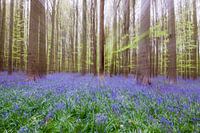 La forêt de jacinthes