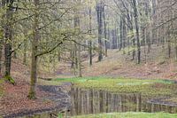 Lehmgrube im Wald