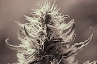 Groupe motopropulseur