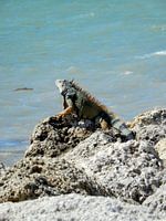 iguane prenant un bain de soleil