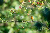 Roodborstje in de takken