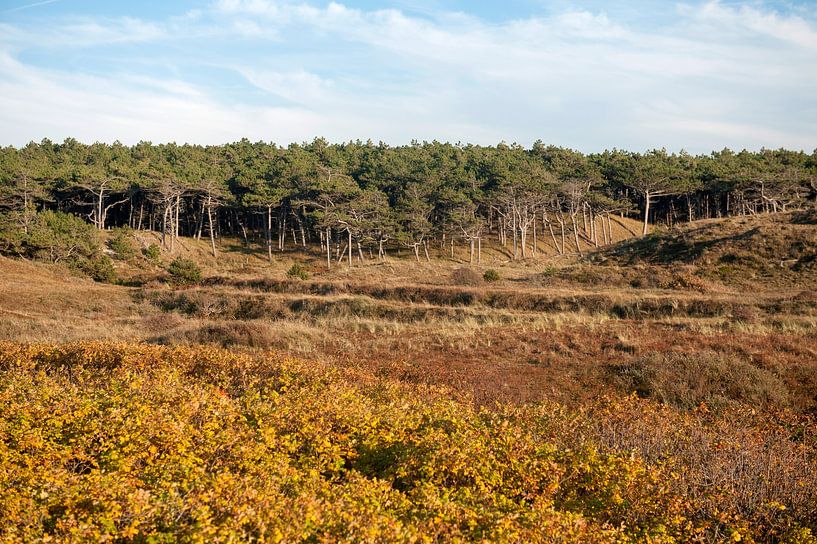La nature à Huisduinen par Richard Wareham