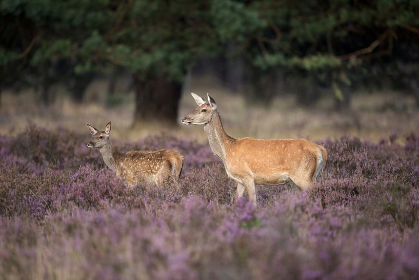 Red Deer (Cervus elaphus), doe with fawn, in a field of purple blossoming heather, stands close to t by wunderbare Erde