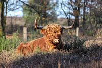 Schottischer Highlander