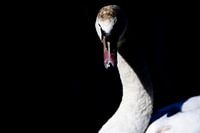 een mysterieuze portretfoto van een zwaan