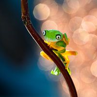 Versuchen Sie, sich zu verstecken