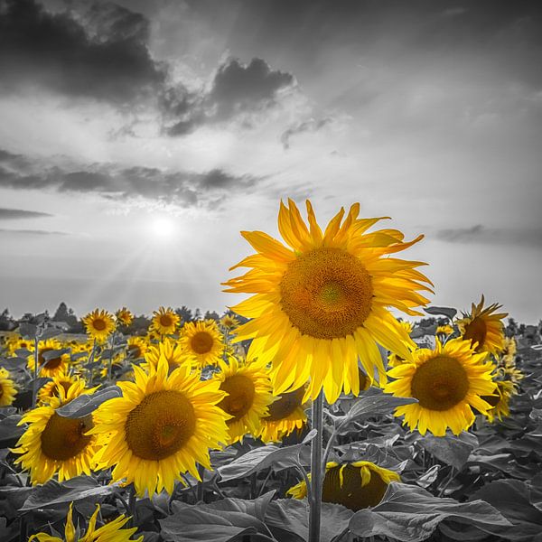 Tournesols au coucher du soleil | colorkey par Melanie Viola