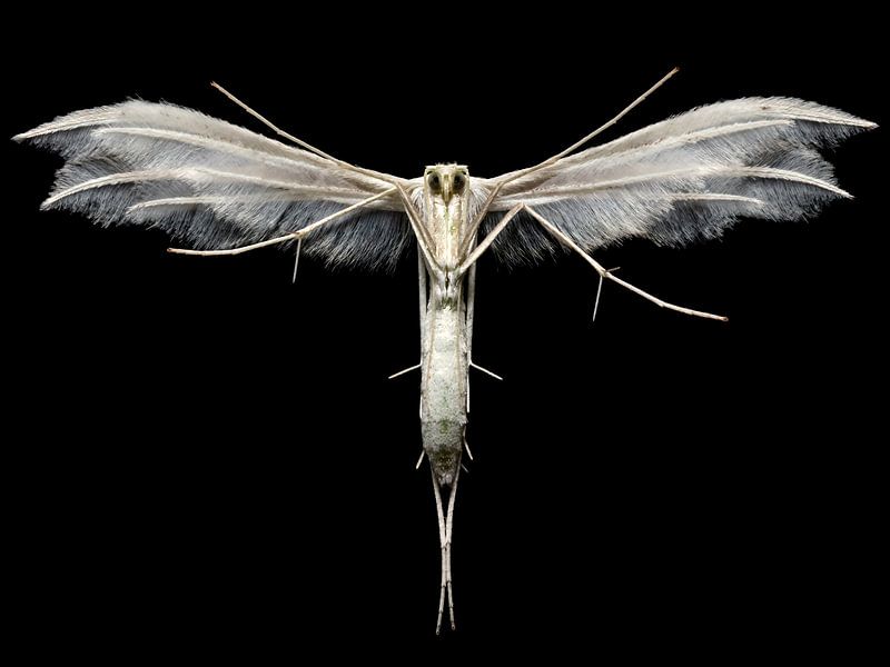 White plume moth (Pterophorus pentadactyla) by Uwe Ulrich Grün