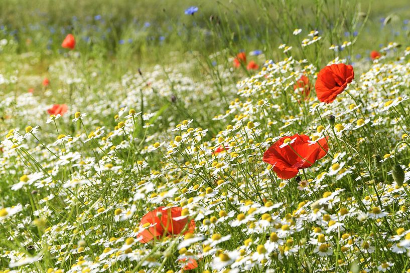 Sunny summer meadow with blooming poppies, many chamomiles or white daisies and cornflowers, beautif by Maren Winter