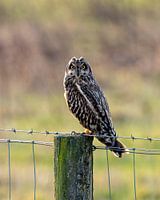 Le hibou des marais veille