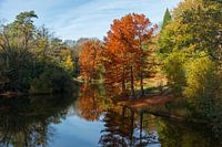 Autumn in the walking forest of Tilburg