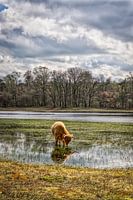 Écossaise vache Highland en eau basse ..