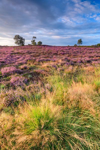 Blooming Heather plants in Heathland landscape during sunrise by Sjoerd van der Wal Photography