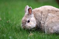 Un lapin est assis dans l'herbe et mange des brins d'herbe fraîche