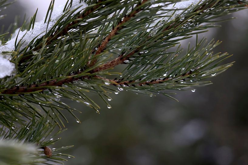 Thaw by Thomas Jäger