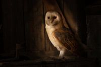 Barn owl