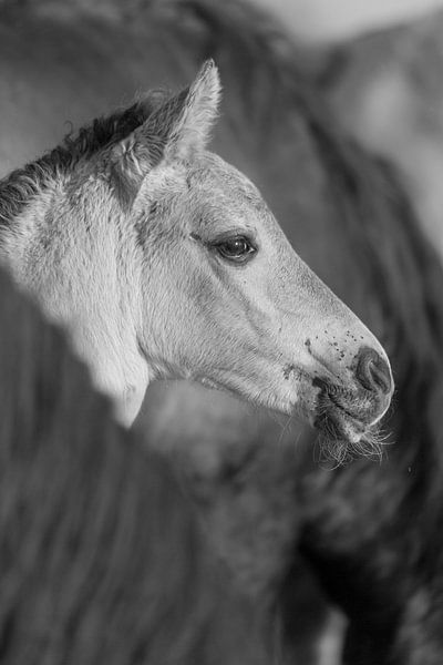 Horses | Black and white animals - conic horse foal, Oostvaardersplassen by Servan Ott