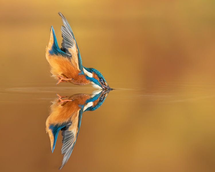 Das perfekte Spiegelbild... von Wim Hufkens