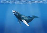 Bultrug walvis in de oceaan