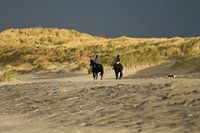 Dunes beach. Horses