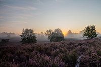 Magical sunrise on the Mechelse Heide (Belgium)