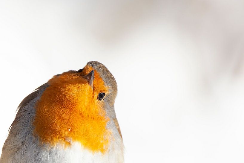 Robin en hiver par Thomas Thiemann