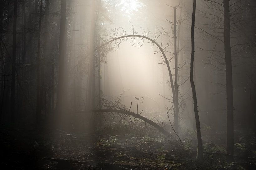 Foggy morning by Jeroen Linnenkamp