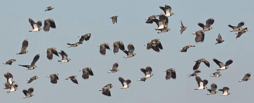 Lapwings fill the air by Eric Wander