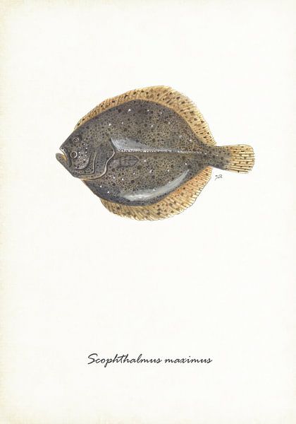 Turbot par Jasper de Ruiter