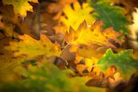 Kräftige Farben des Herbstlaubs