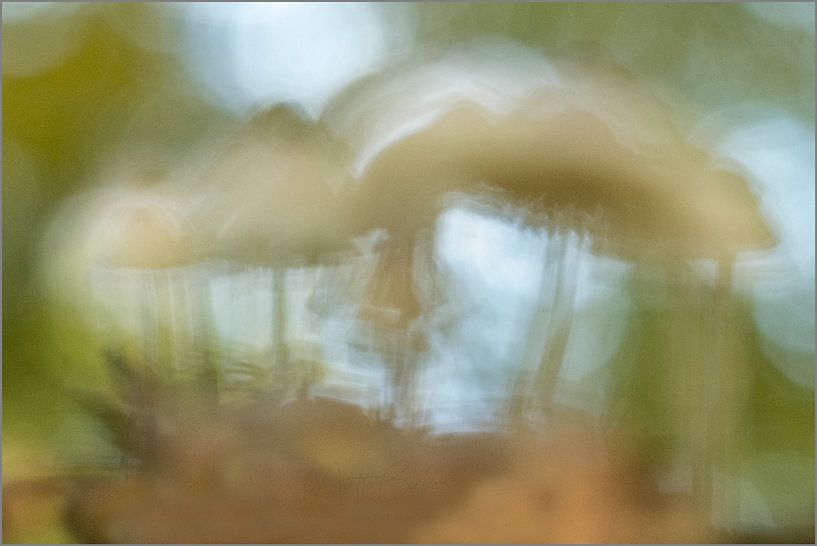 Kreative, abstrakte Pilze von MientjeBerkersPhotography