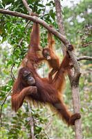 Borneo-Oranutan (Pongo pygmaeus) - Mutter und Kind hängen an einem Ast