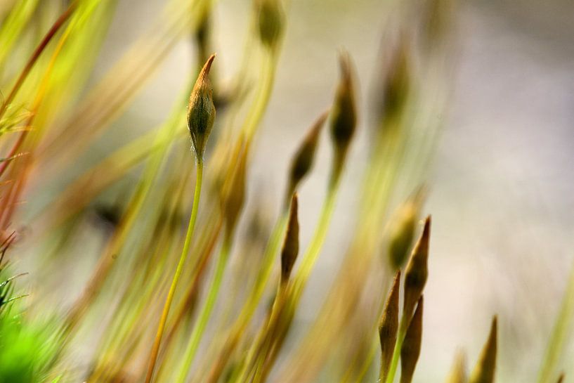 Beautiful hair moss in close-up by Gerard de Zwaan