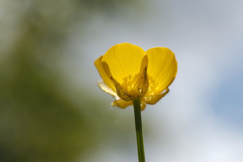 Buttercup in the sun par Kristian Oosterveen