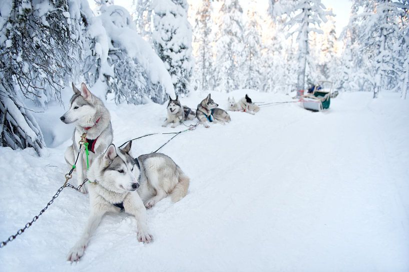 Schlittenhunde beim Ausruhen im Schnee Lappland von Rene du Chatenier