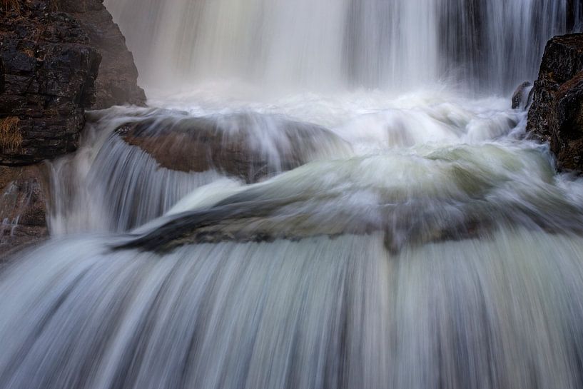 Kuhflucht im Detail von Andreas Müller