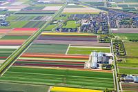 Ferme de bulbes à fleurs