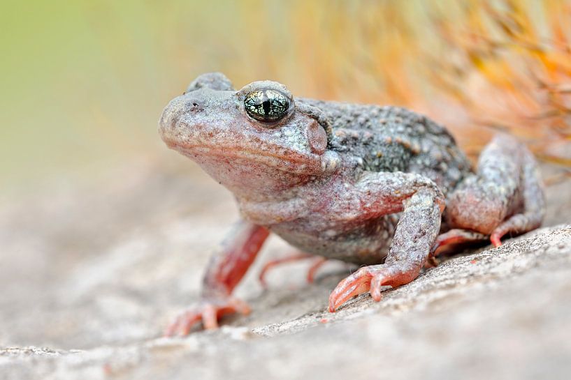  Kröte, Geburtshelferkröte  * Alytes obstetricans * van wunderbare Erde