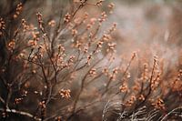 Beautiful autumn tones in the forest