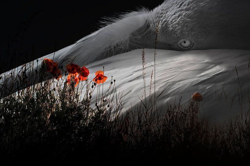 Flamingo im Schatten und Mohnlicht von Femke Ketelaar