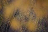 Good Vibrations, Autumn in motion, Surae, Dorst, Oosterhout, Noord-Brabant, Netherlands