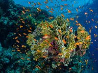 Rotmeer-Fahnenbarsch, Woodhouse-Riff, Straße von Tiran, Ägypten 3