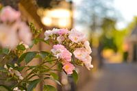A blooming rose in Loenen aan de Vecht