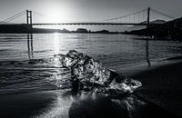 Mystery In The Evening Sun