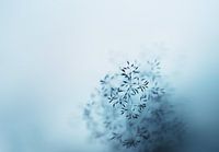 Abstrakte Silhouette von Gras