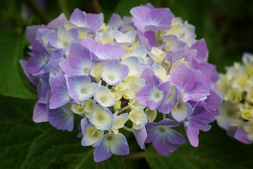 Gartenhortensien (Hydrangea macrophylla) von Alexander Ludwig